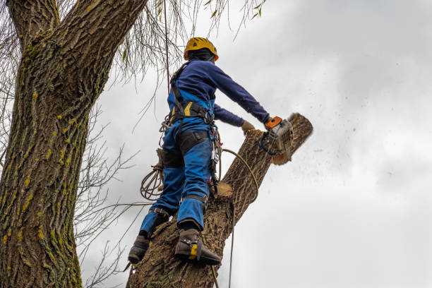 Best Tree Branch Trimming  in USA